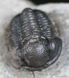 Dark Shelled, D Gerastos Trilobite #2501-2